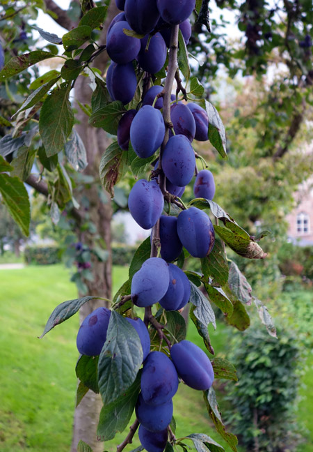 Prunus-2a